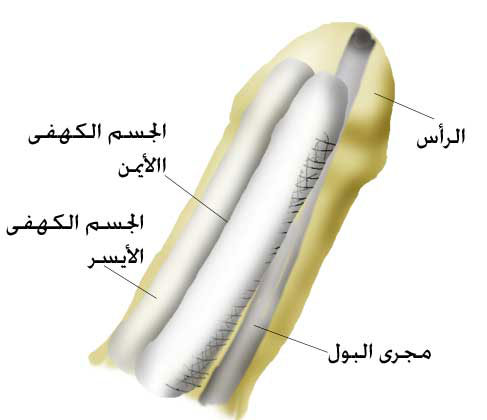 تعليمات بعد عملية الدعامة الذكرية