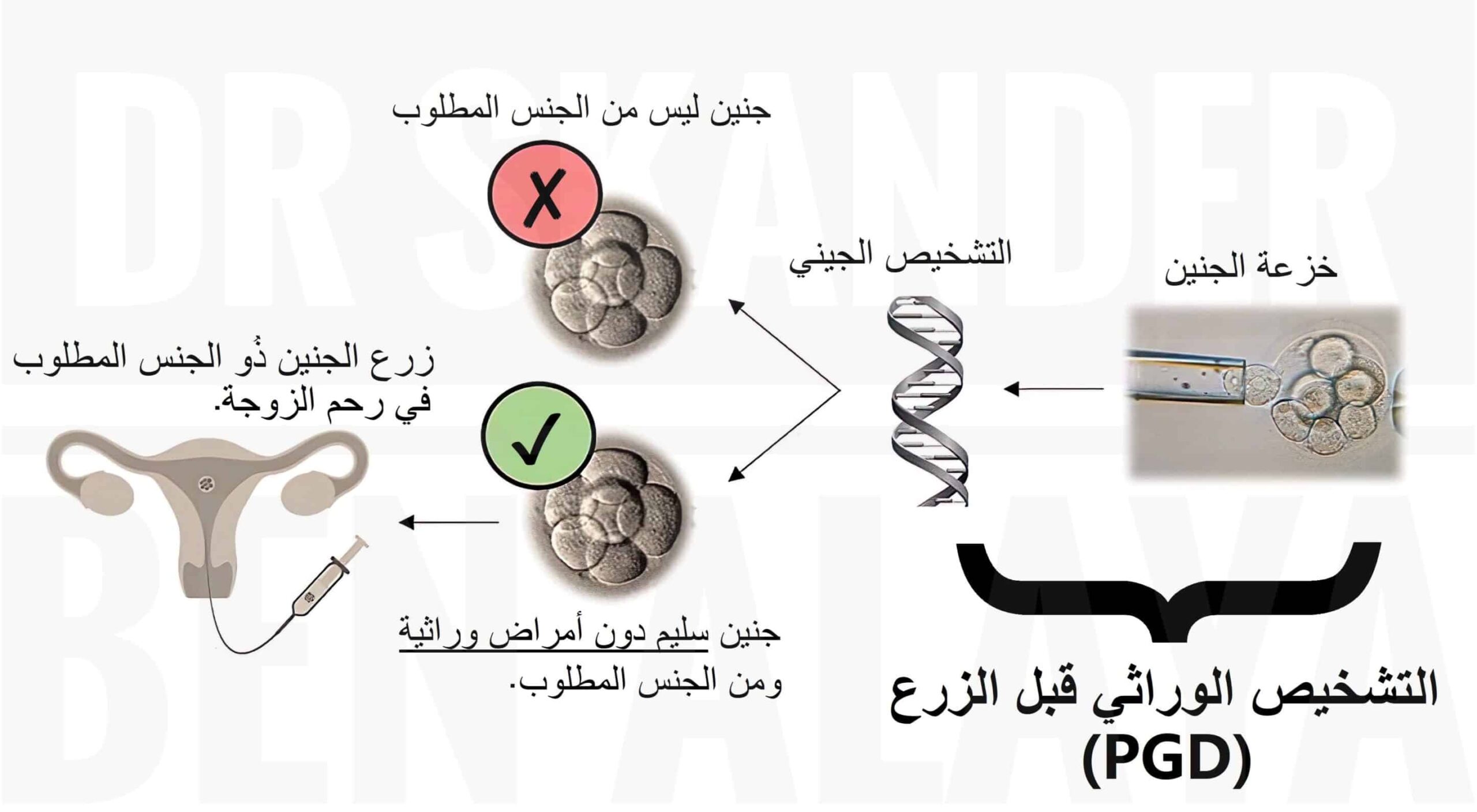 طريقة تحديد نوع الجنين بالجماع