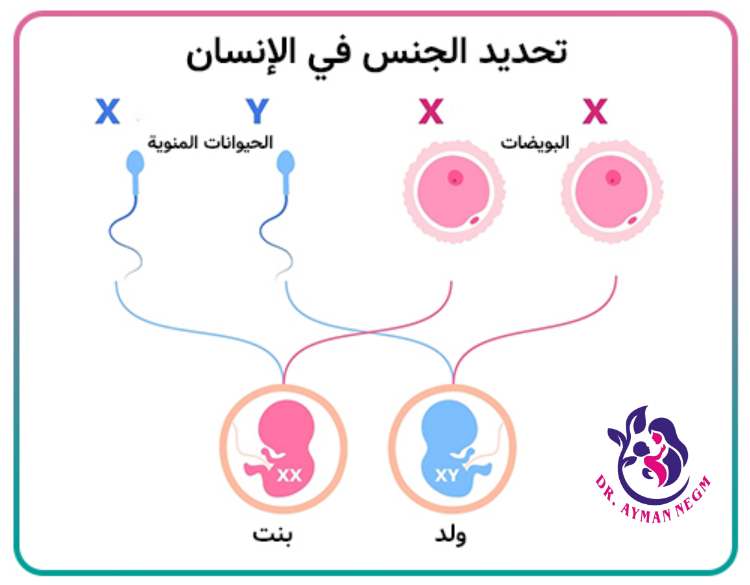 عملية تحديد نوع الجنين