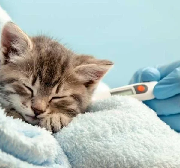 هل القطط تسبب العقم