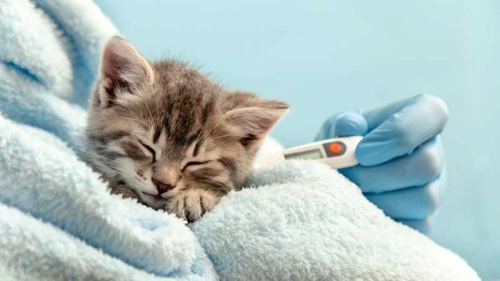 هل القطط تسبب العقم